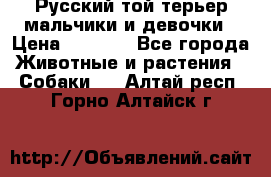 Русский той-терьер мальчики и девочки › Цена ­ 8 000 - Все города Животные и растения » Собаки   . Алтай респ.,Горно-Алтайск г.